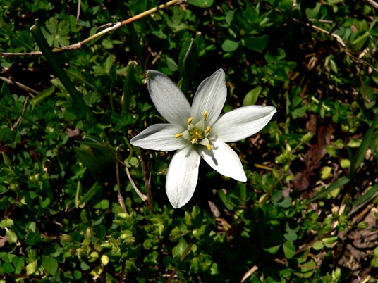 {Ornithogalum umbellatum}